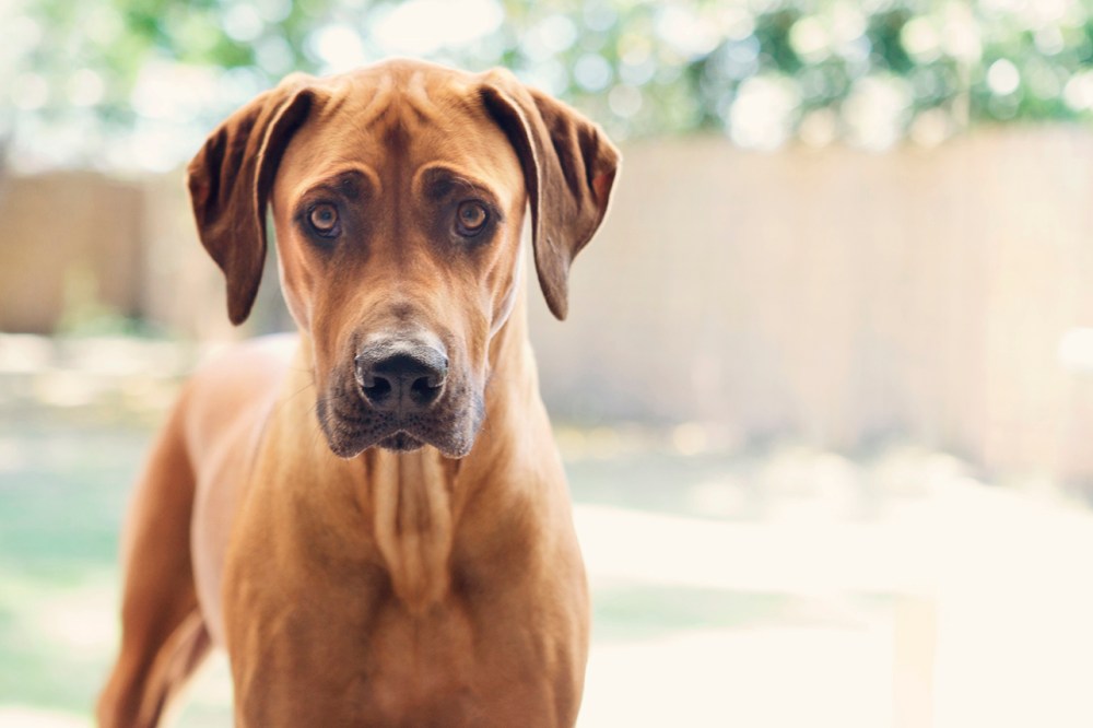 Tan- 012 Kristie lee Photographer cosmo