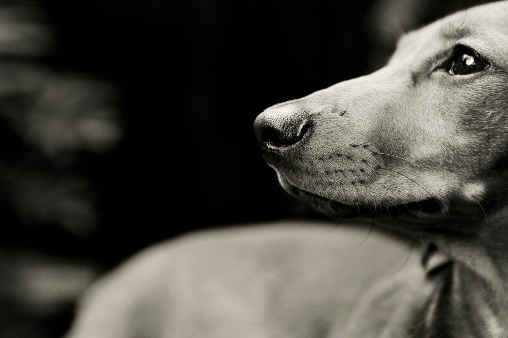 Zep- 069 Kristie lee photgrapher B&W