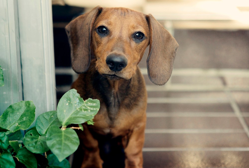 Zep- 123 kristieleephotographer