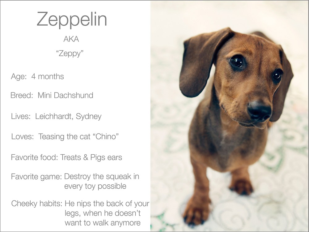 Zeppelin's profile  Kristie Lee Photographer