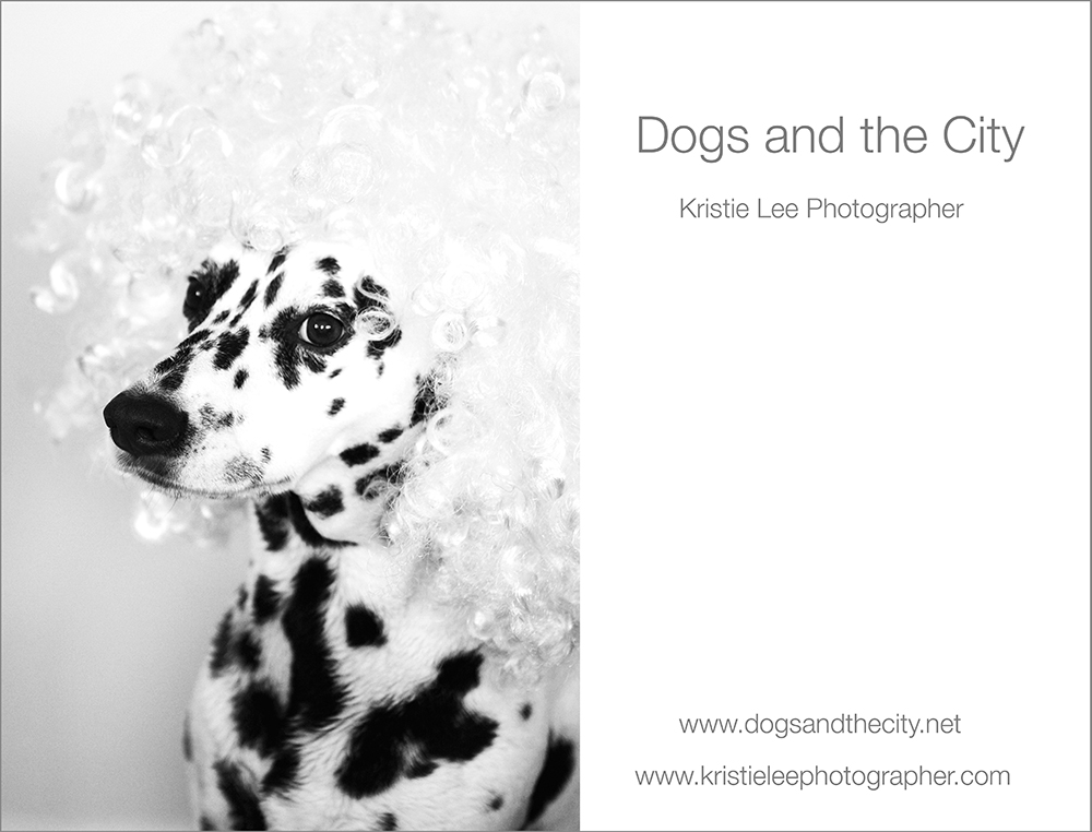 Sari dogs and the city kristie lee photographer