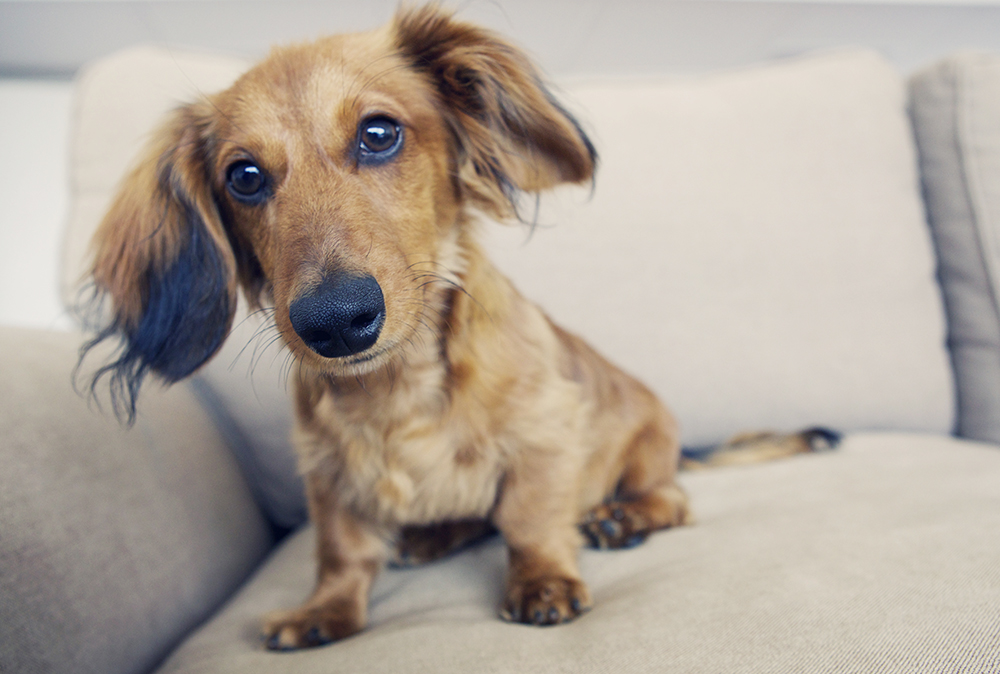 Ted- 011 SU kristie lee photographer