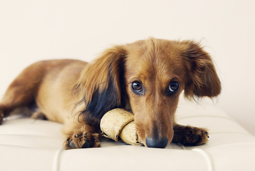 Ted- 020 SU kristie lee photographer