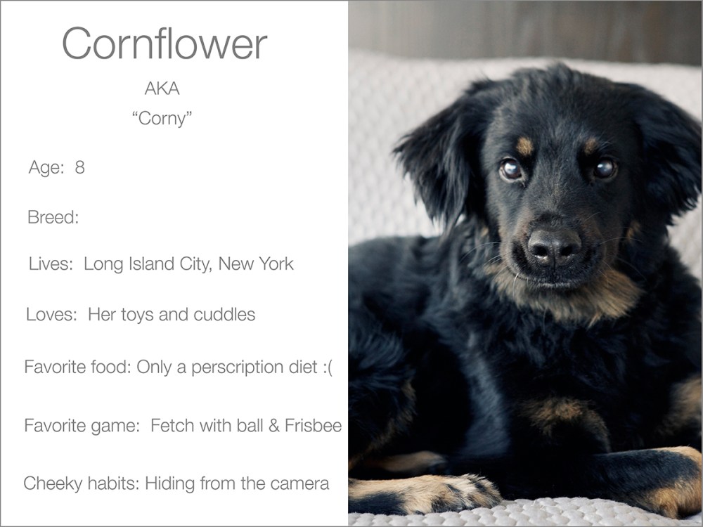 Cornflower profile  Kristie Lee Photographer