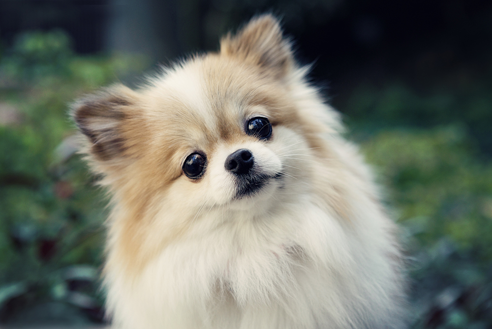 Cot- 009 kristieleephotographer cosmo