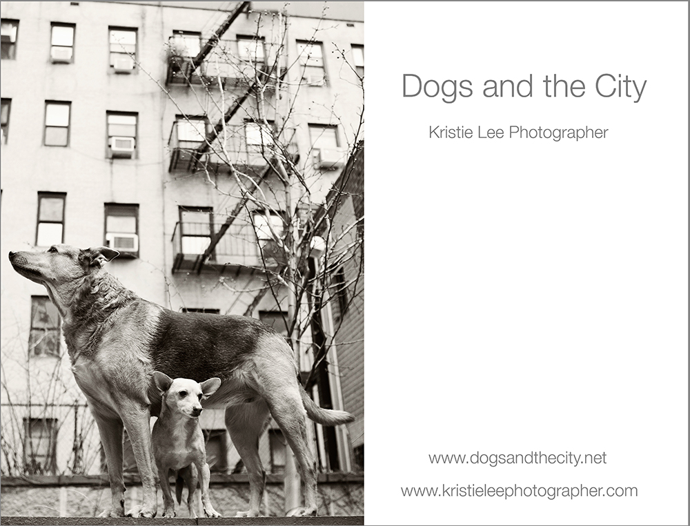 dogs and the city kristie lee photographer Misty & Seb