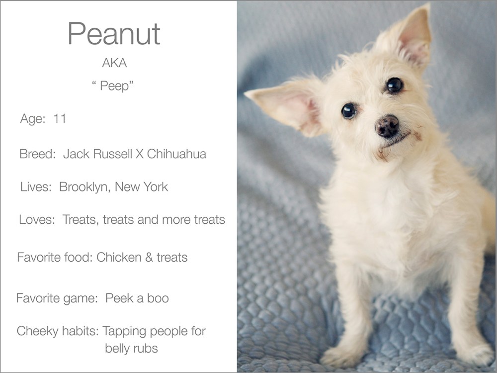 Peanut profile  Kristie Lee Photographer