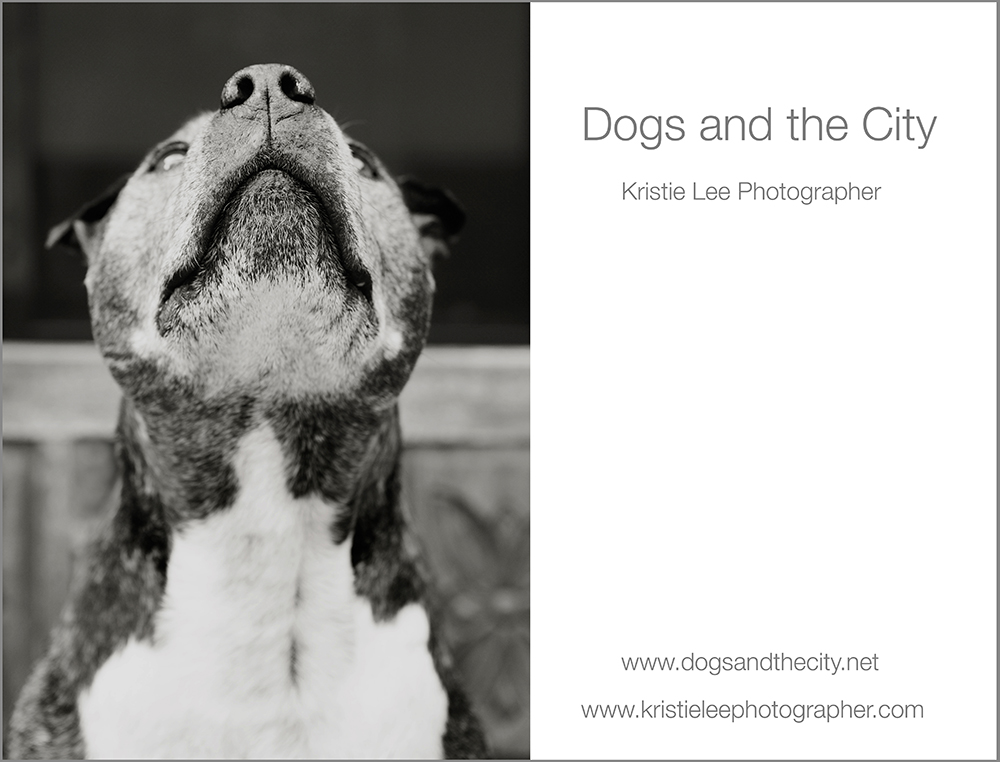 dogs and the city kristie lee photographer Mason