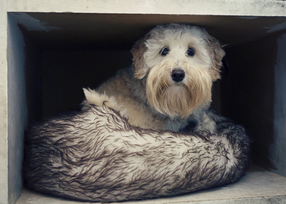 Dogue- 060 Kristieleephotographer c