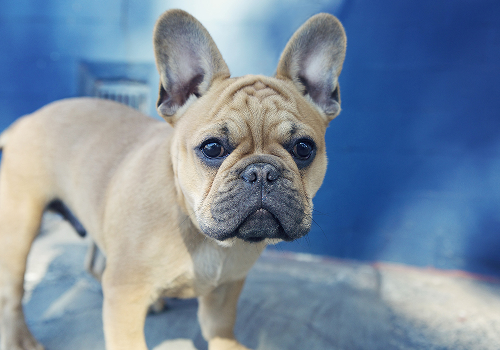 Dogue- 078 Kristieleephotographer