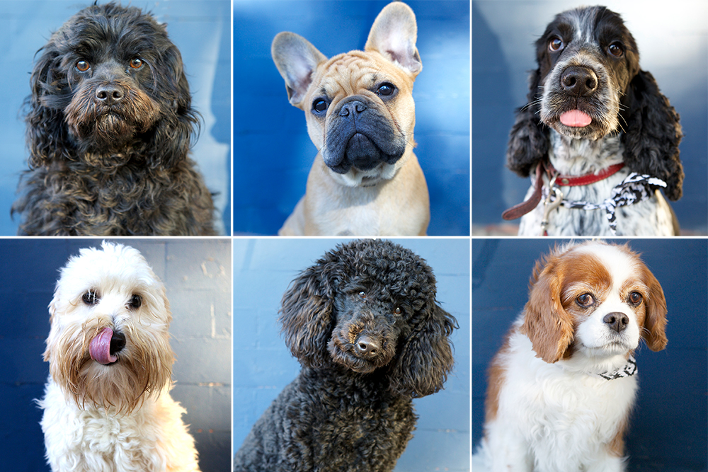 Dogue dogs Kristieleephotographer