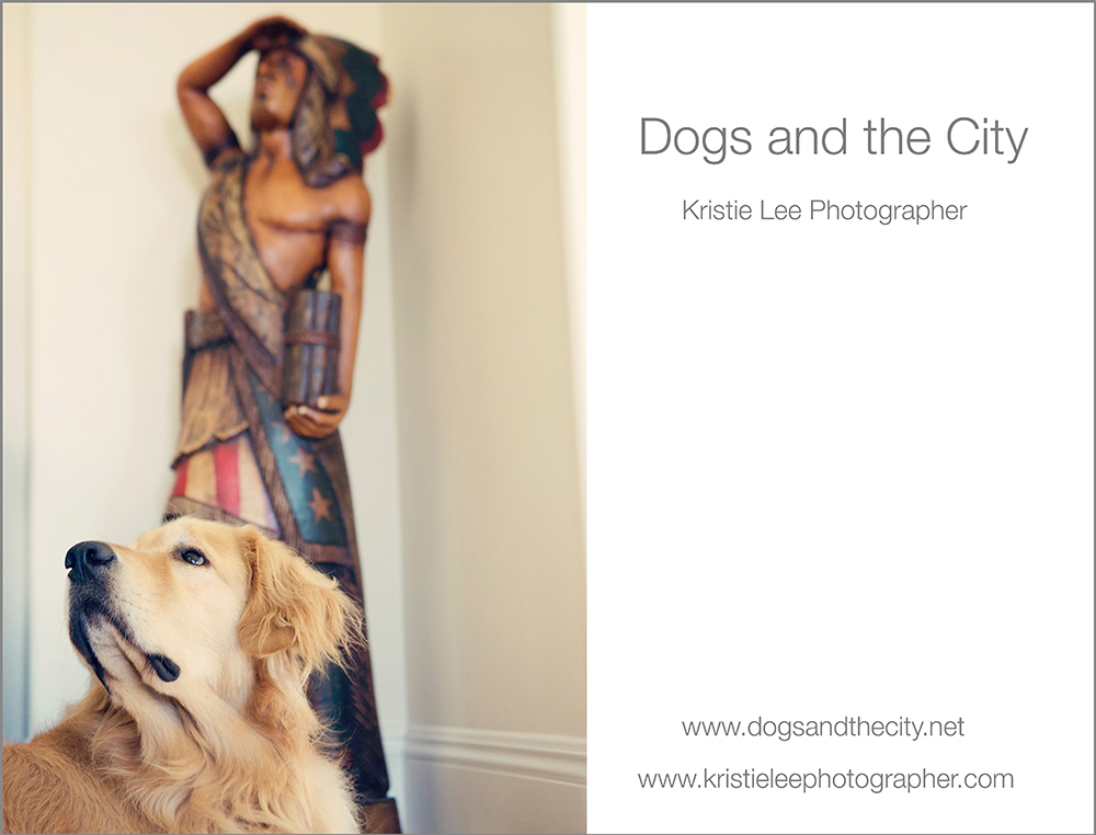 Rusty dogs and the city kristie lee photographer