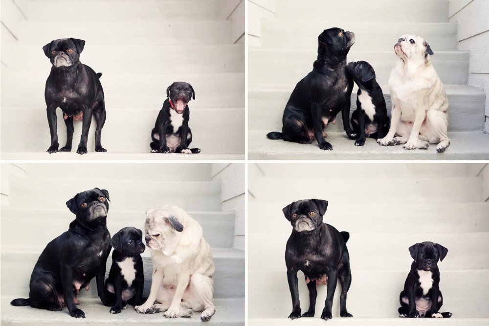 Piggy & pals Kristieleephotographer