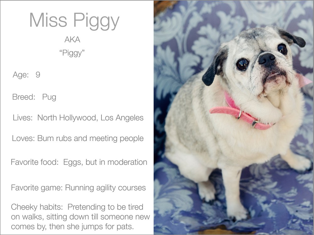 Piggy's profile  Kristie Lee Photographer