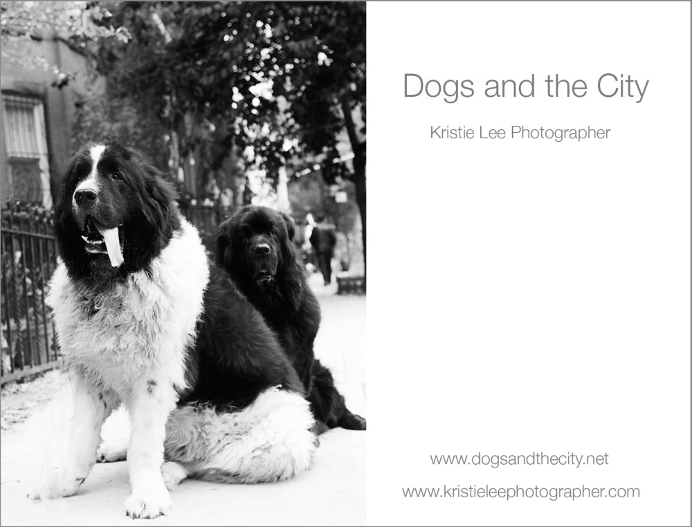dogs and the city kristie lee photographer