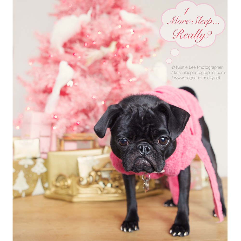 1 more sleep cookie kristieleephotographer