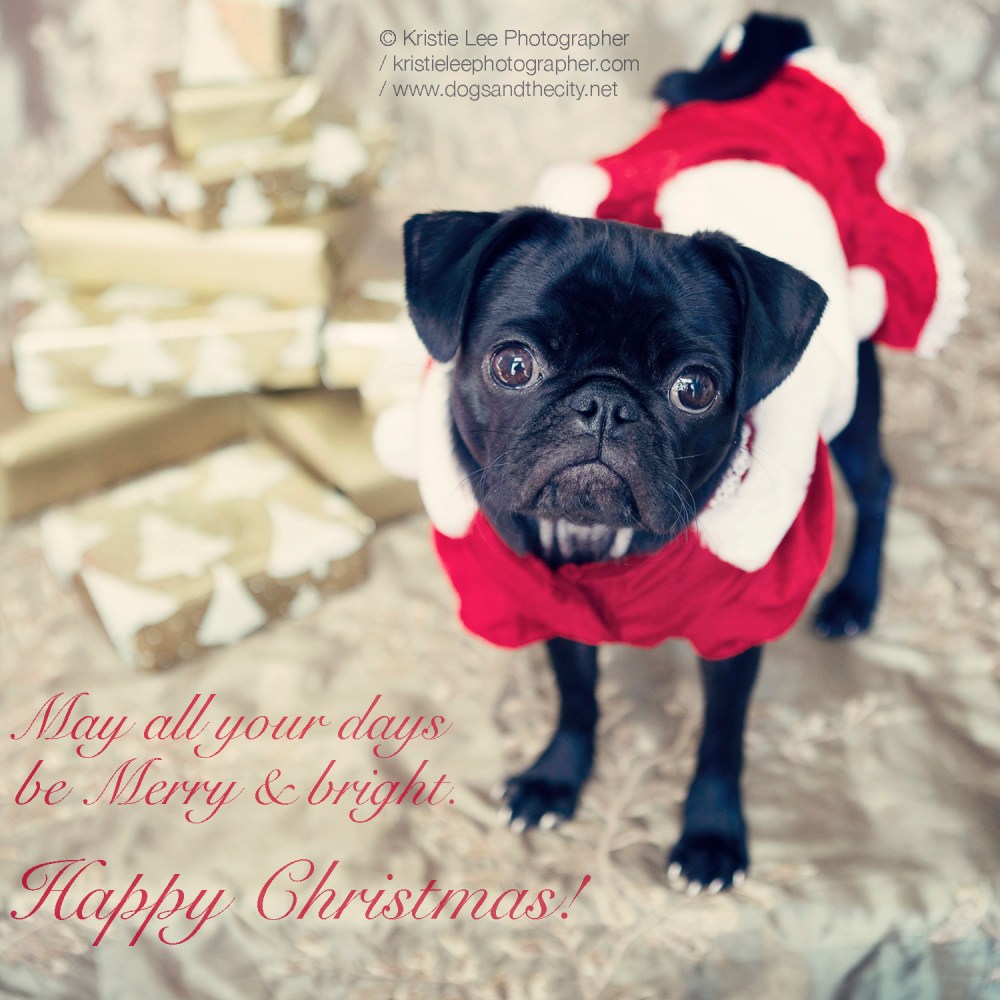 Kristieleephotographer christmas day cookie