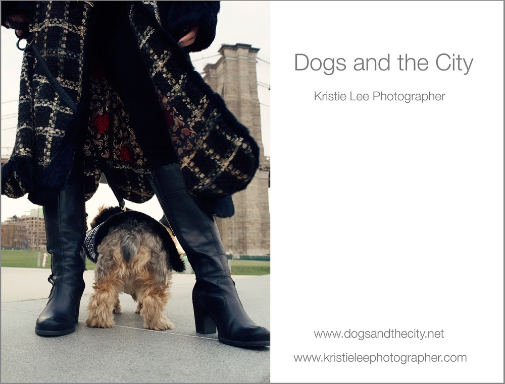 Tai Jee dogs and the city kristie lee photographer