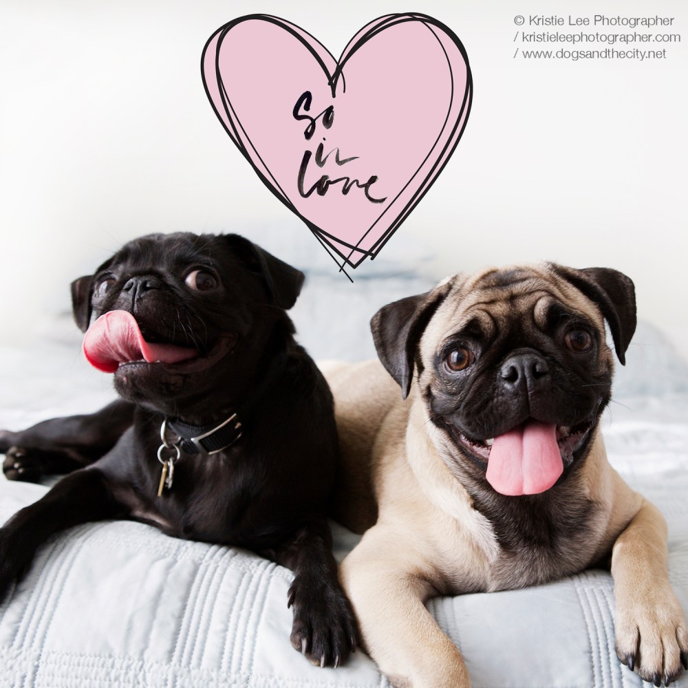 Valentines poster Kristie-lee-photographer 1