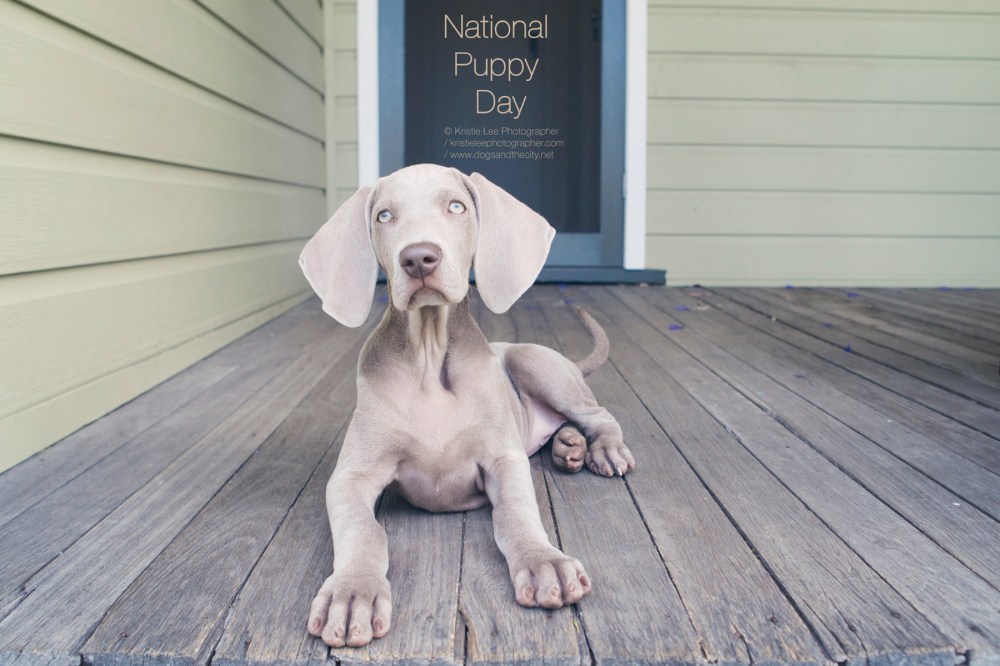 National puppy day kristie-lee-photographer 1