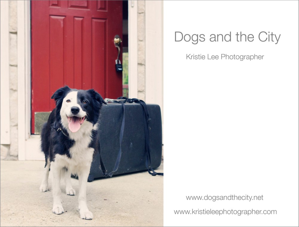 dogs and the city kristie lee photographer low