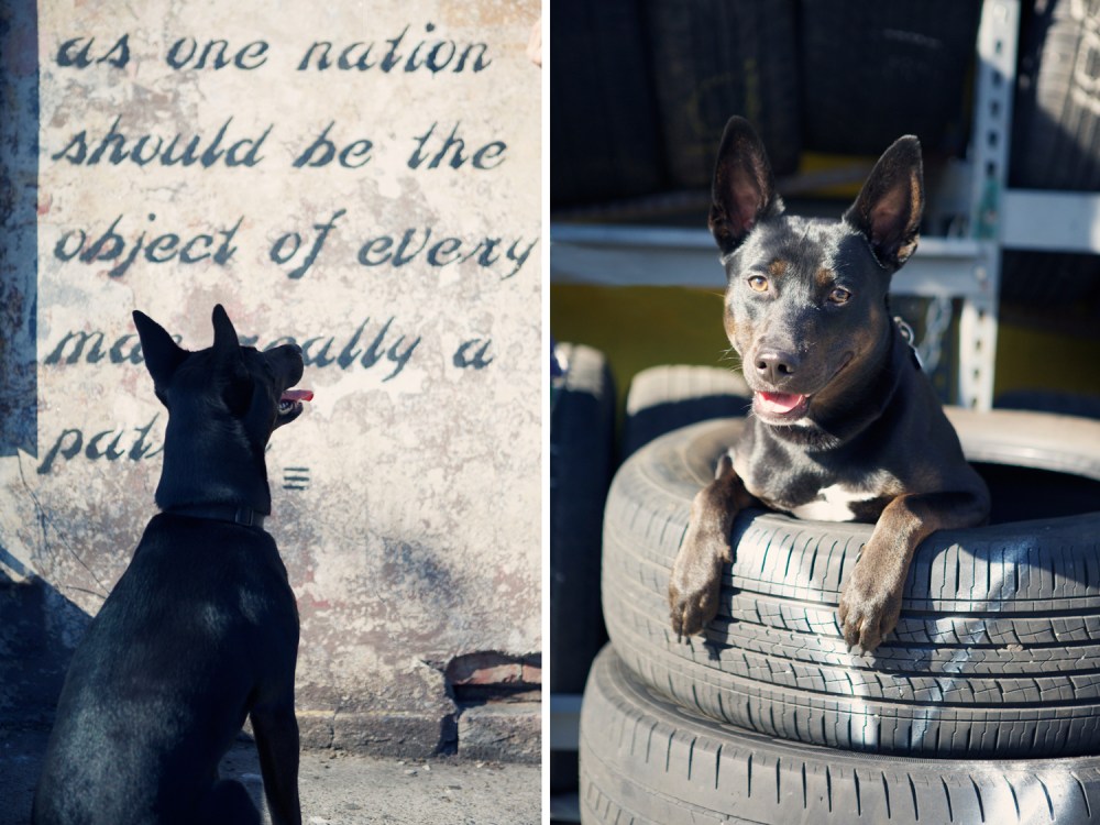 dogsanthecity kristie-lee-photographer