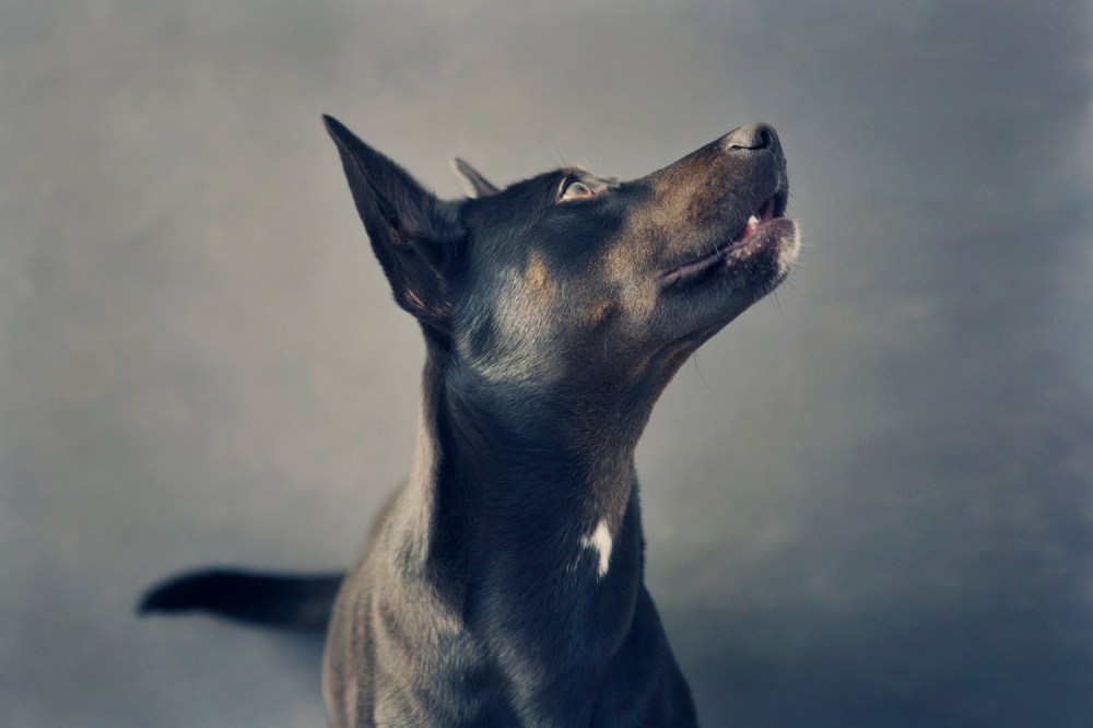 Otis- 075 kristie-lee-photographer