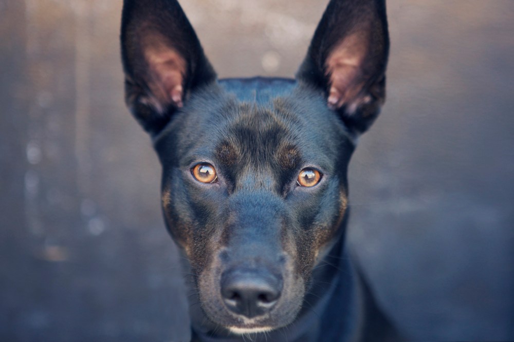 Otis- 111 kristie-lee-photographer