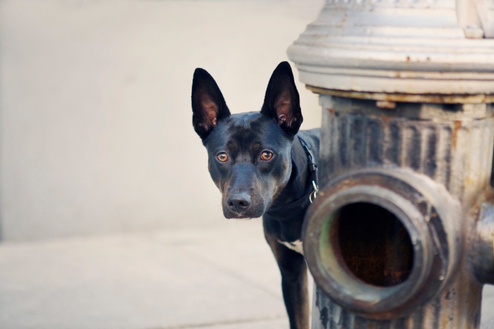 Otis- 121 kristie-lee-photographer