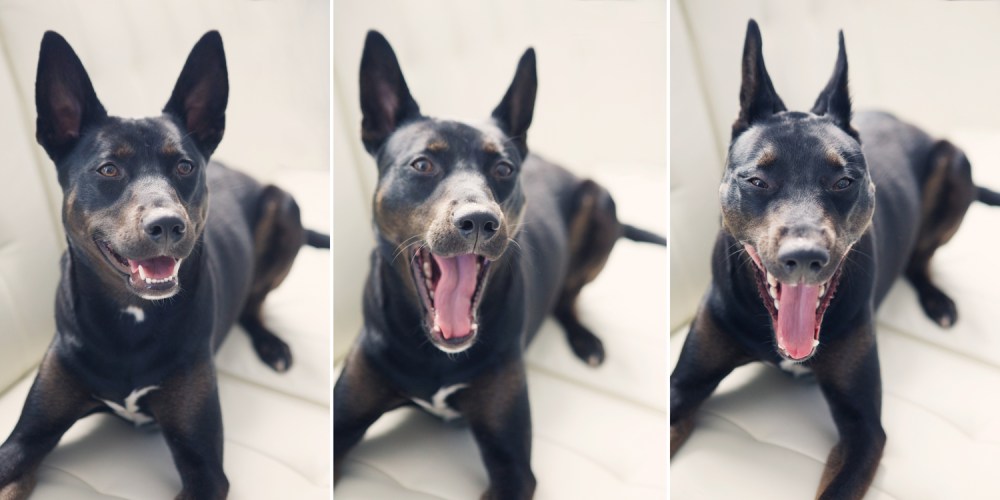 Otis 3 up kristie-lee-photographer