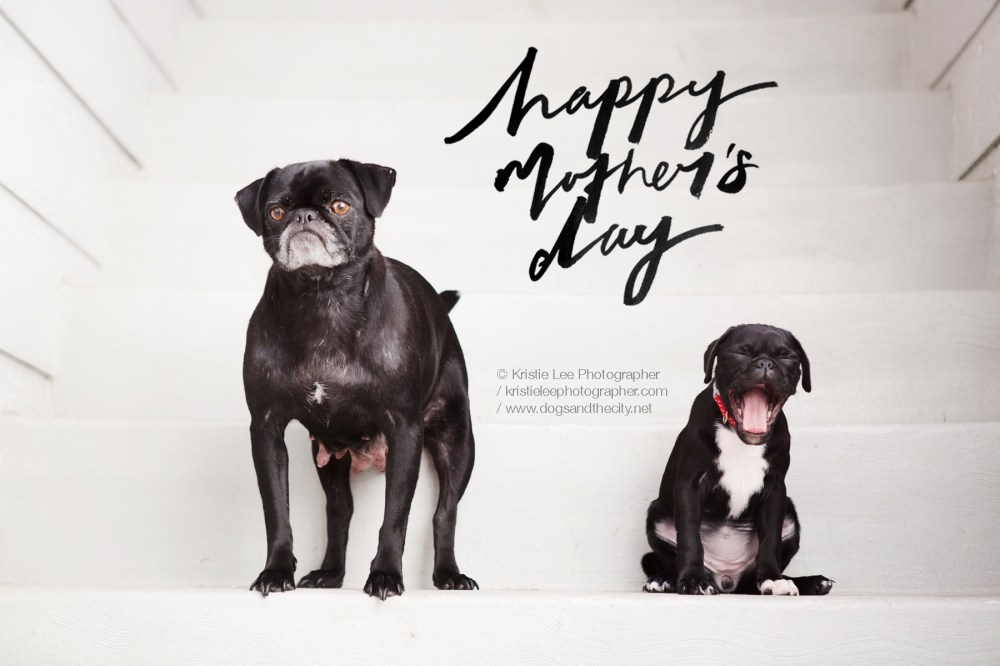 Pig- 154 Kristie-lee-photographer mothers-day