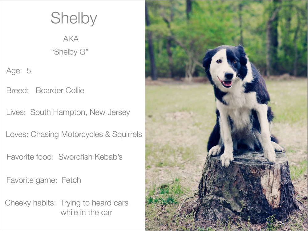 Shelby profile  Kristie Lee Photographer