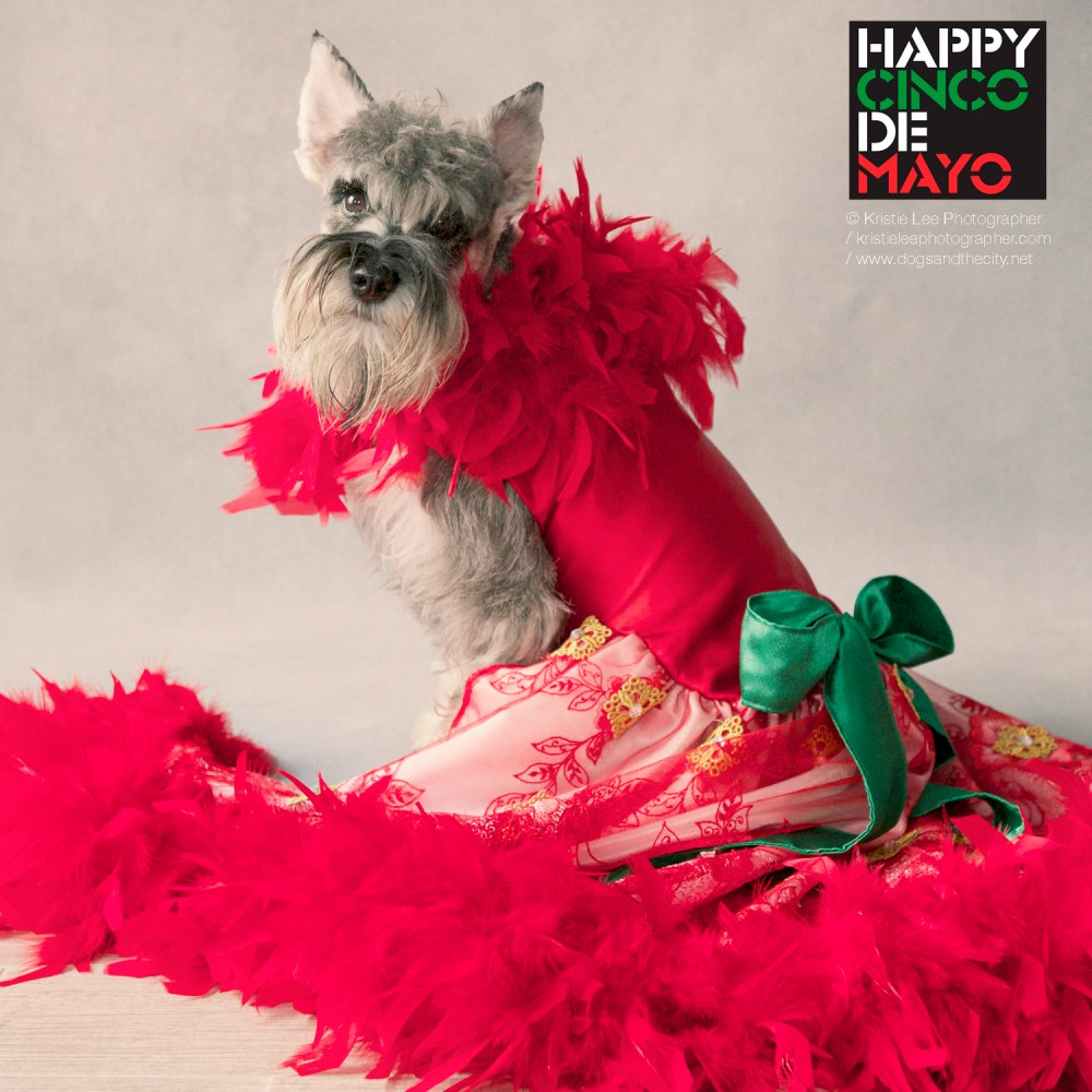 Ven 025 kristie-lee-photographer cinco-de-mayo