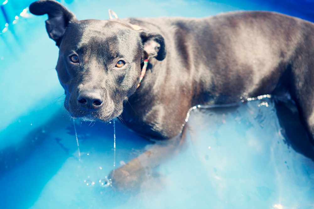 bark- 091 kristie-lee-photographer.com