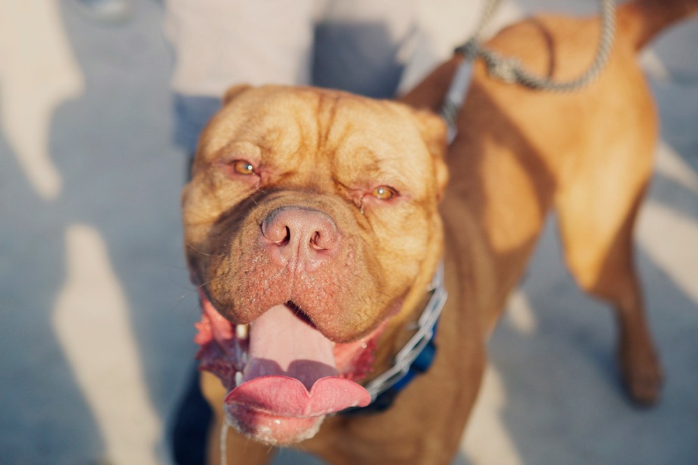 bark- 188 kristie-lee-photographer