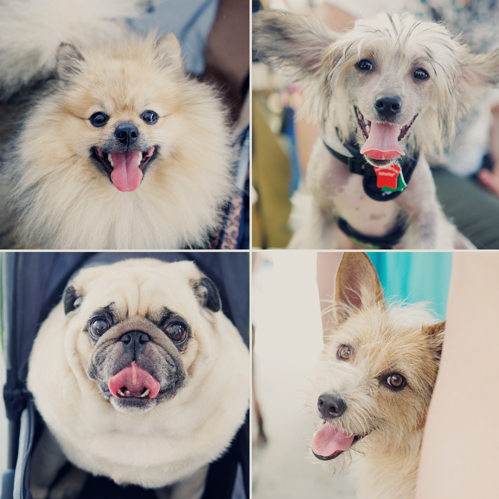 Barkfest-kristie-lee-photographer 4