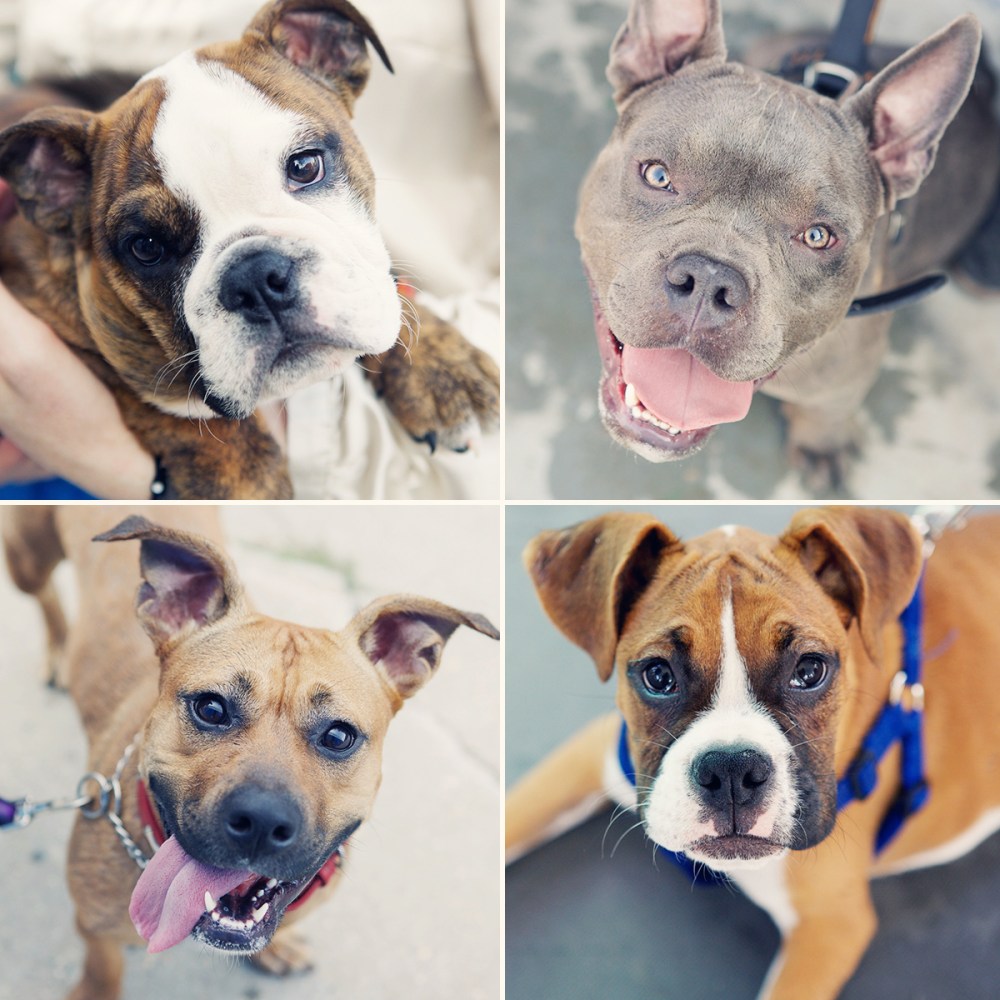 Barkfest-kristie-lee-photographer 5