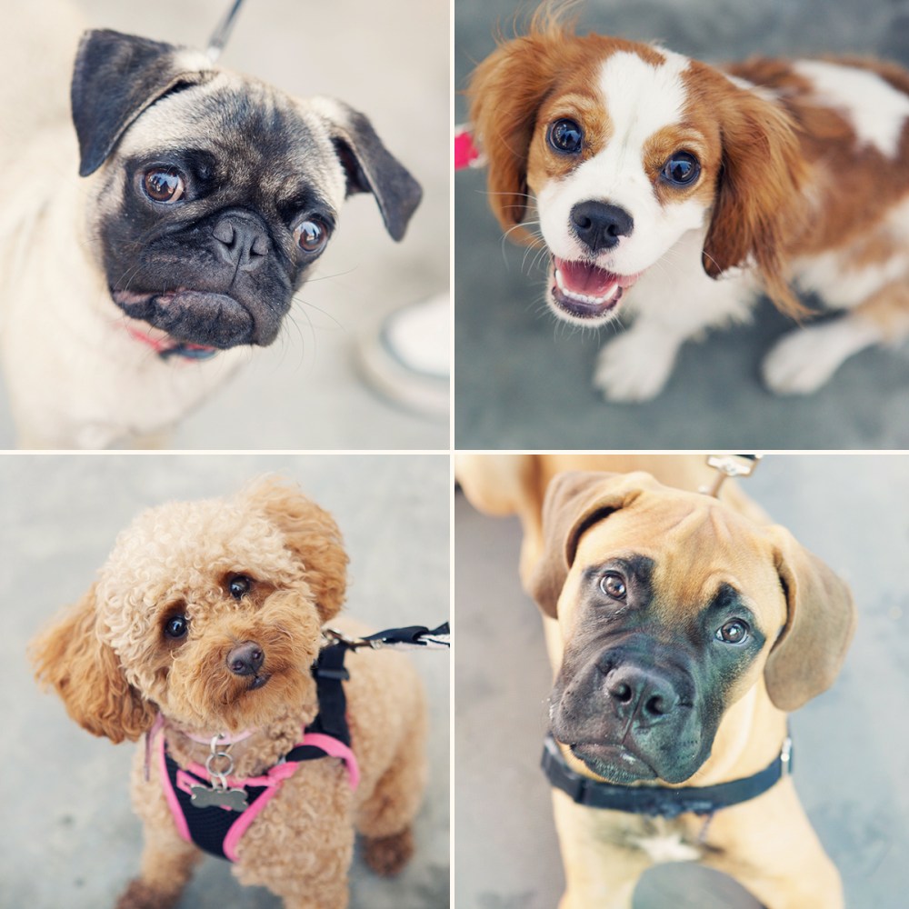 Barkfest-kristie-lee-photographer 6