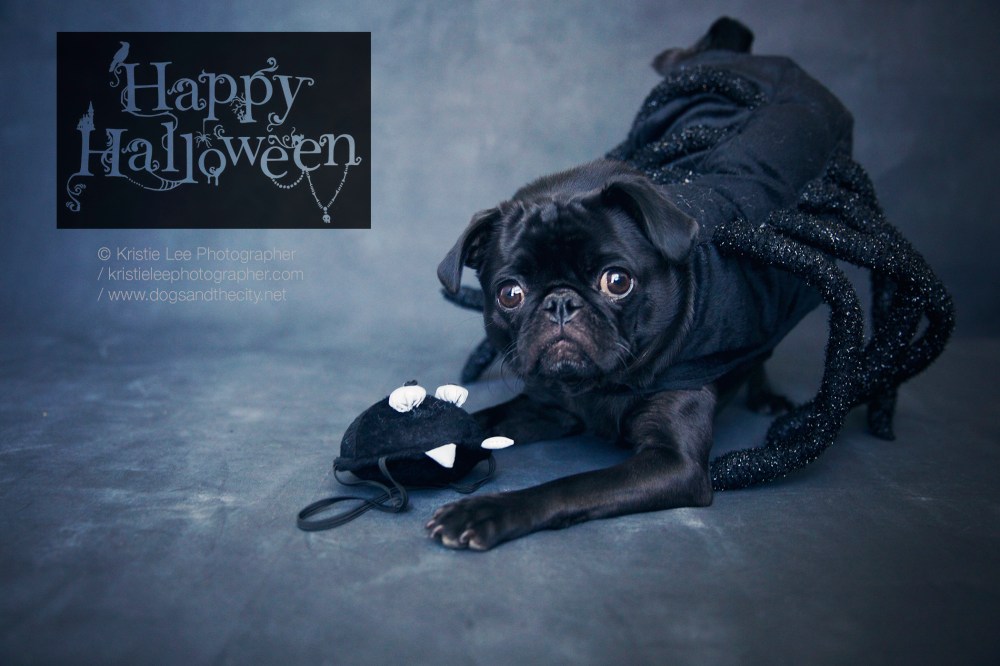 Cookie halloween kristie-lee-photographer