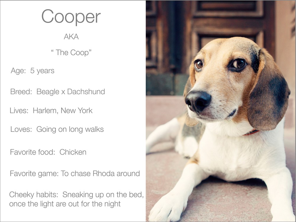 Cooper profile  kristie-lee-photographer