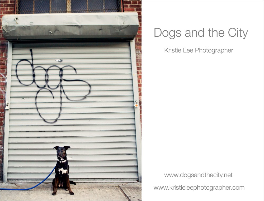 dogs and the city kristie lee photographer rosie