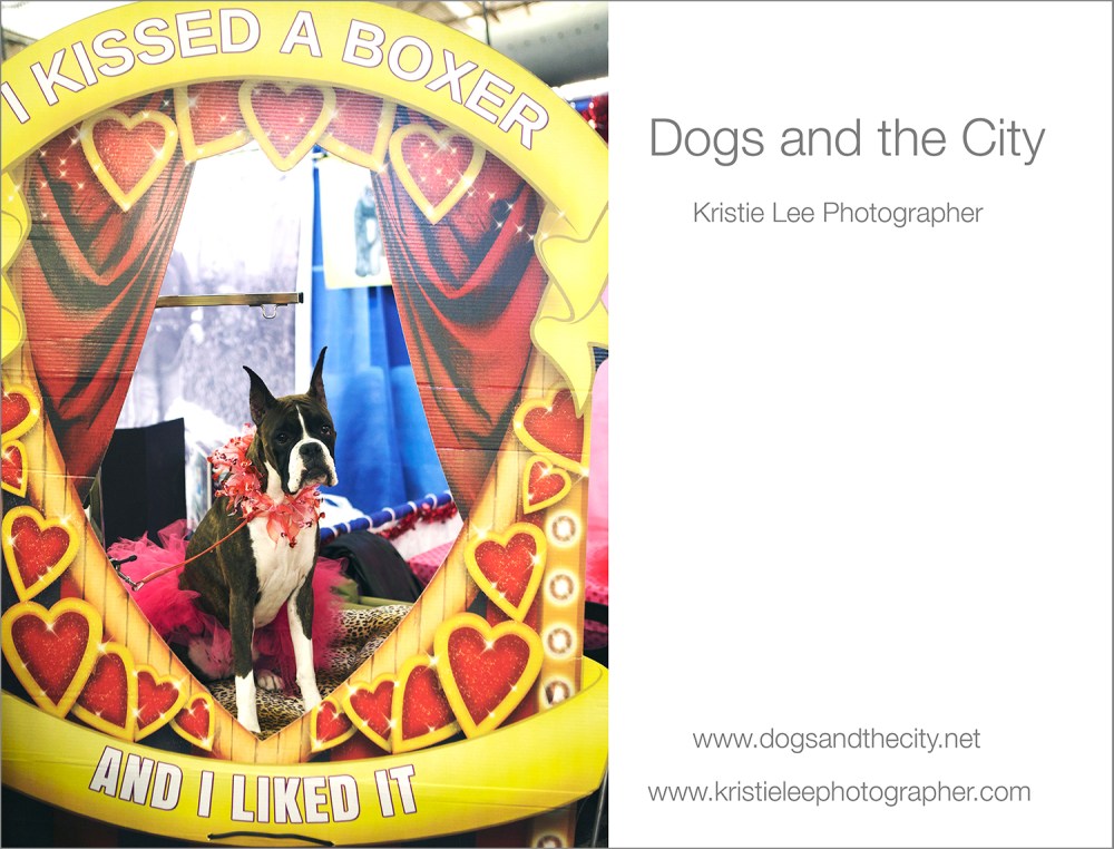 dogs and the city kristie-lee-photographer
