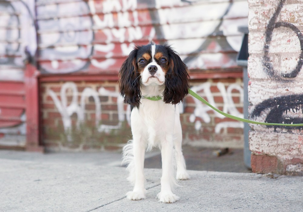 Mav- 106 kristie-lee-photographer