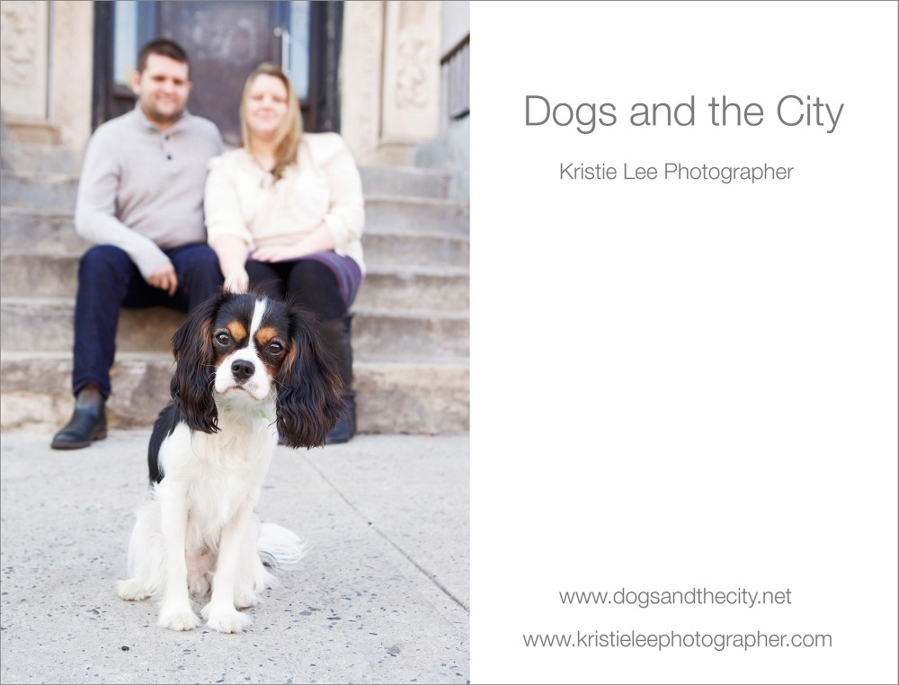 Mav dogs and the city kristie-lee-photographer