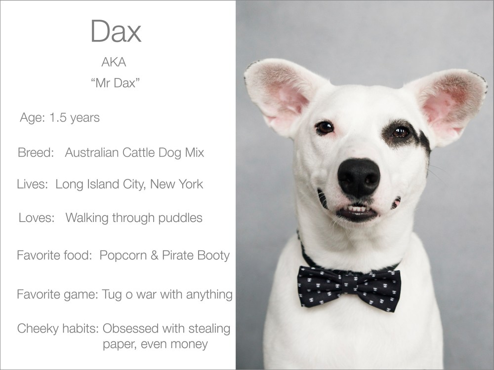 Dax profile  Kristie Lee Photographer