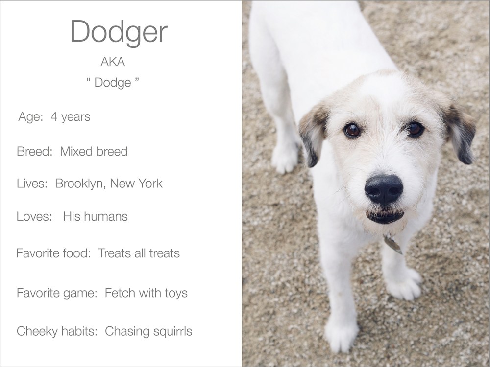 Dodger profile  Kristie Lee Photographer