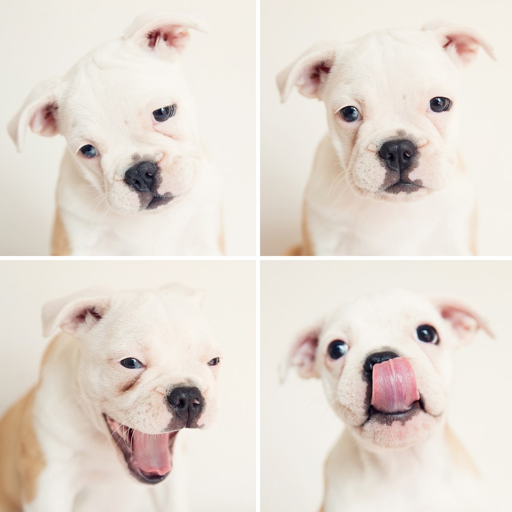 Pepper 4 up kristie_lee_photographer