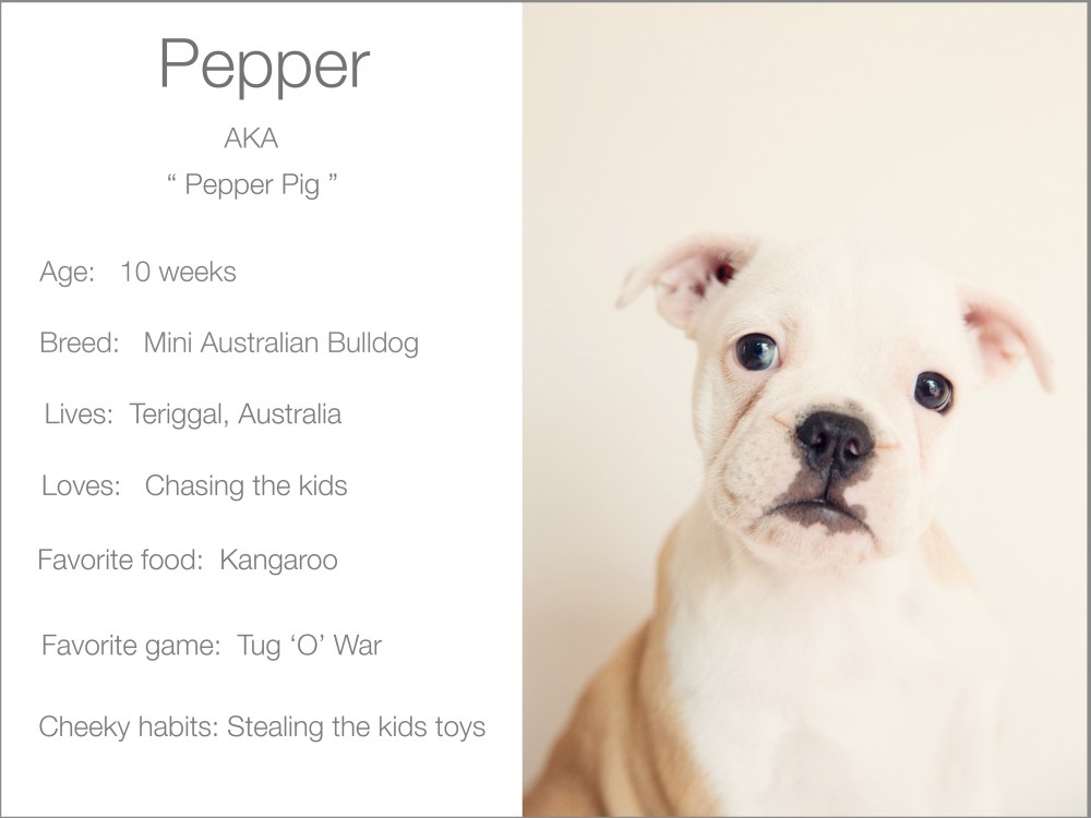 Pepper profile Kristie_lee_photographer