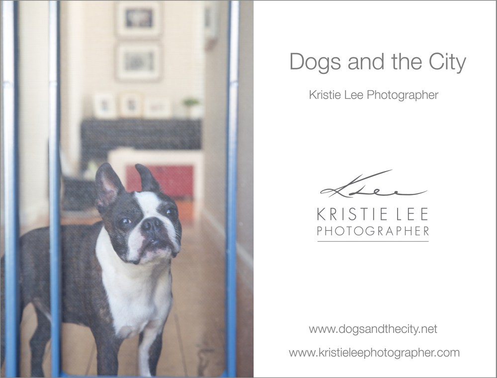 Gussy dogs and the city kristie-lee-photographer
