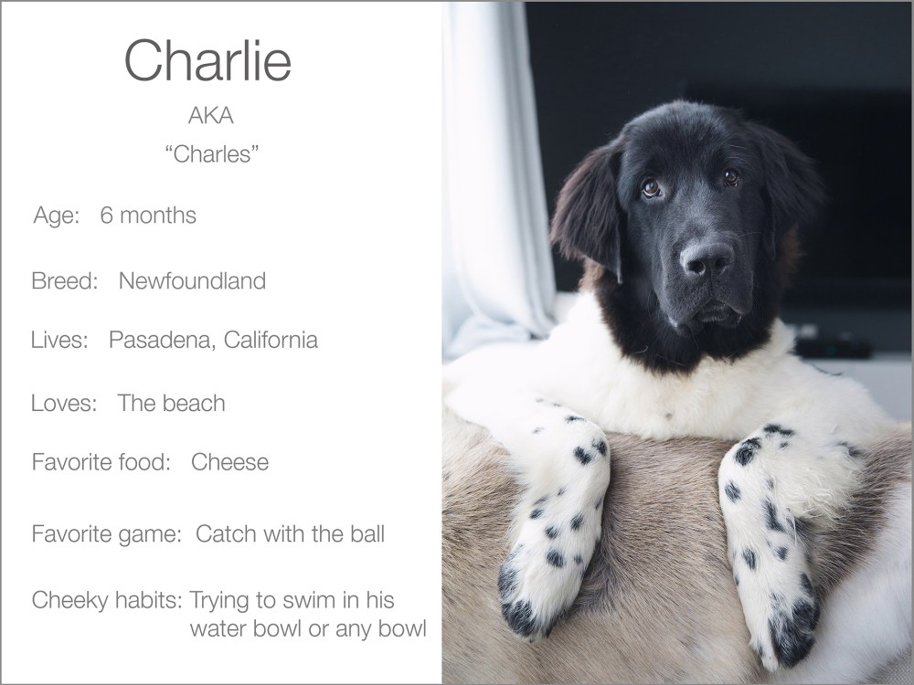 kristie_lee_photographer Profile Charlie